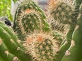 Cactus with sharp thorn around body