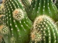 Cactus with sharp thorn around body