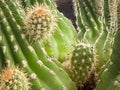 Cactus with sharp thorn around body