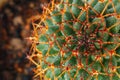 Cactus, sharp thorns, beautiful and unusual shape, photographed close-up