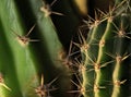Cactus sharp thorns macro shot