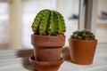 Cactus on a shelf with a friend behind it Royalty Free Stock Photo