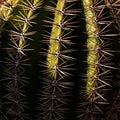 Cactus showcasing its green surface covered in sharp symmetrical Royalty Free Stock Photo