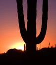 Cactus silhouette Royalty Free Stock Photo