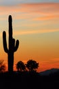 Cactus Silhouette Royalty Free Stock Photo