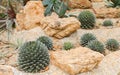 Cactus in simulated environment desert garden.