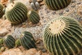 Cactus in simulated environment desert garden.