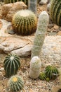 Cactus in simulated environment desert garden.