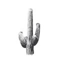 The cactus sketch is made in the style of an art house.