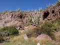 Cactus and sky near the sea. The coast of Sinaloa. Royalty Free Stock Photo