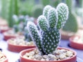 Cactus Small cute in the pot in the garden outside Royalty Free Stock Photo