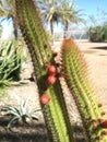 Cactus With Small Fruit