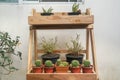 cactus and small green plant on wooden shelf for oxygen and environment at home garden Royalty Free Stock Photo