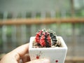 cactus in small pot and hand holding Royalty Free Stock Photo