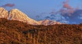 Cactus & Snow On The Four Peaks Mountains in AZ Royalty Free Stock Photo