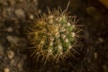 Cactus in the soil close up Royalty Free Stock Photo