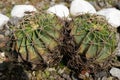 Mammillaria magnimamma, known as chilitos biznaga in the state of Hidalgo, is a species belonging to the Cactaceae family. It is e