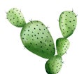 Cactus. Southwestern plant. Botanical art. Nice design for creating, boho style, card, invitation. Cute plant detail