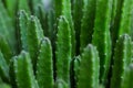 Cactus Specie Closeup Photo. Royalty Free Stock Photo