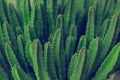 Cactus Specie Closeup Photo. Royalty Free Stock Photo