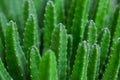 Cactus Specie Closeup Photo. Royalty Free Stock Photo