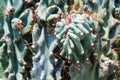 Cactus Specie Closeup Photo. Italian Cactuses. Royalty Free Stock Photo