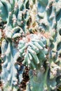 Cactus Specie Closeup Photo. Italian Cactuses. Royalty Free Stock Photo