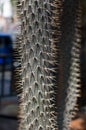 Cactus Specie Closeup Photo. Royalty Free Stock Photo