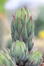 Cactus species