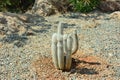 A cactus of the species Cleistocactus straussii, growing in open areas. Bright sunny day