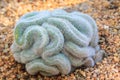 Cactus species coiled like a snake