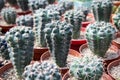 Cactus species \