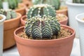 Cactus species Gymnocalycium mihanovichii LB2178, planted in pots in greenhouses