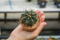 Cactus species `Gymnocalycium mihanovichii` is planted in a pot in the palm of a woman