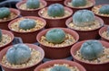 Cactus species `Lophophora` is grown in a black pot in a nursery farm