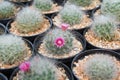 Cactus species Mammillaria bocasana roseiflora, planted in a pot of beautiful pink flowering in greenhouses