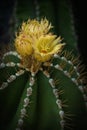 Cactus specimen Parodia magnifica in bloom, delicate flower
