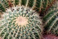 Cactus of sphericity style grows in sand Royalty Free Stock Photo