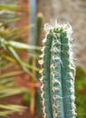 Cactus spike in the garden