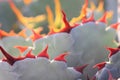 Cactus spikes