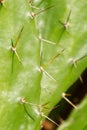 Cactus spikes detail