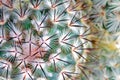 Cactus spikes detail