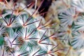 Cactus spikes detail