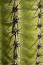 Cactus Spikes