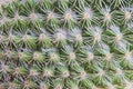 Cactus Spikes Nature Houseplant Background