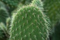 Cactus with spiky leafs Royalty Free Stock Photo