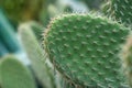 Cactus with spiky leafs Royalty Free Stock Photo