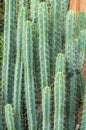 Cactus with spiky leafs Royalty Free Stock Photo