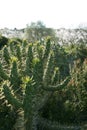 Cactus spiky plant outdoors Royalty Free Stock Photo