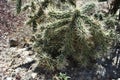 Cactus spiky plant under the sun on the ground